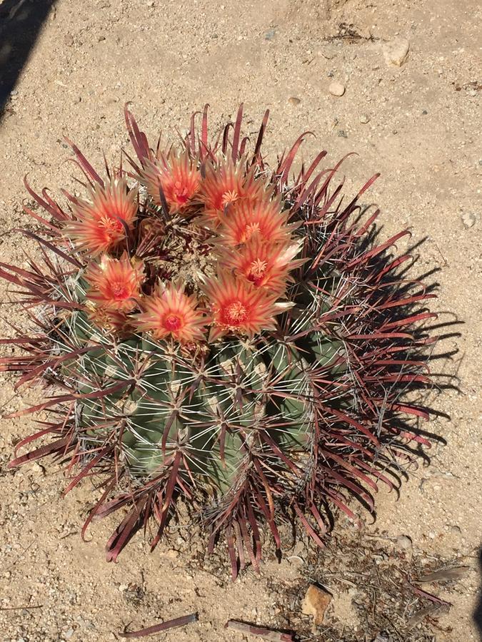 Cactus Adobe Villa Twentynine Palms Eksteriør bilde